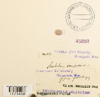 Tortella humilis image