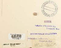 Tortella humilis image