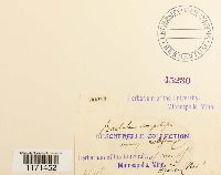 Tortella humilis image