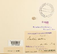 Tortella humilis image