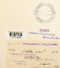 Tortella humilis image