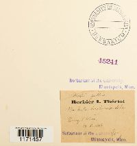 Tortella inclinata image