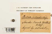 Tortella inclinata image