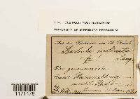 Tortella inclinata image