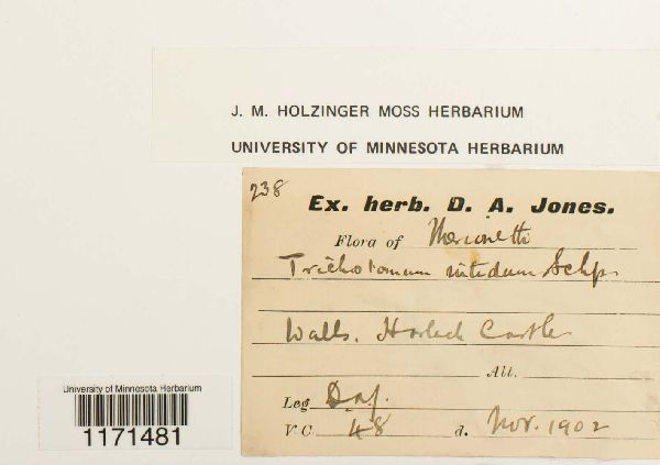 Tortella nitida image