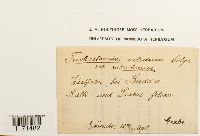 Tortella nitida image