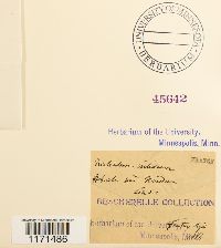 Tortella nitida image