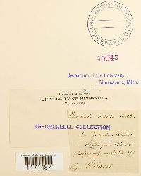 thumbnail image of current specimen