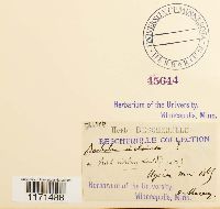 Tortella nitida image