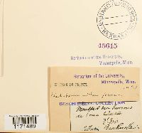 Tortella nitida image