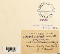 Tortella nitida image