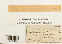 Tortella tortuosa image