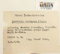 Tortella tortuosa image