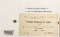 Tortella tortuosa image