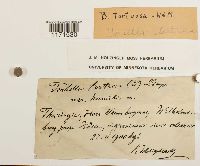 Tortella tortuosa image