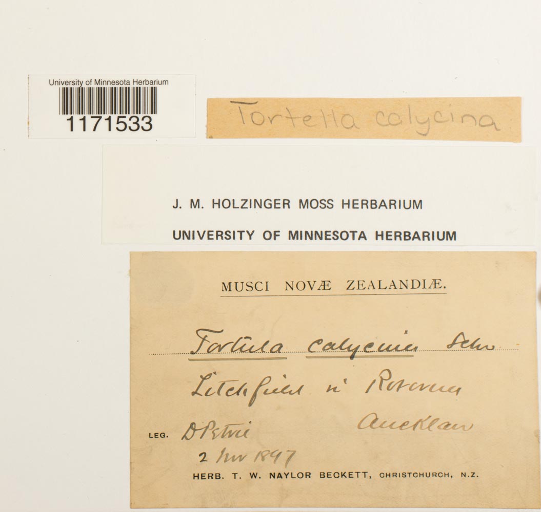 Barbula image