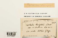 Image of Tortella knightii