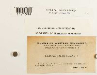 Tortula mucronifolia image