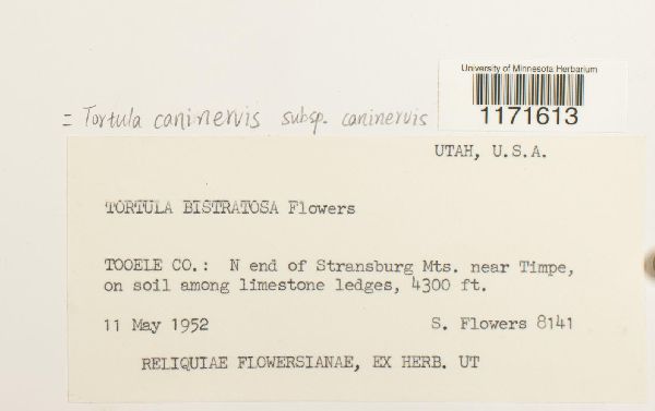 Tortula caninervis subsp. caninervis image