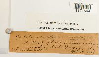 thumbnail image of current specimen