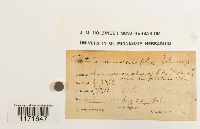 Tortula mucronifolia image