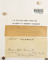 thumbnail image of current specimen