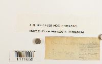 Tortula mucronifolia image