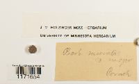 Tortula muralis image