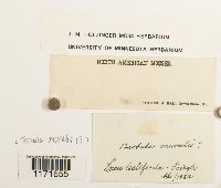 Tortula muralis image
