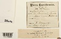 Tortula princeps image