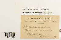 Tortula princeps image