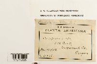 Tortula princeps image