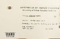 Tortula princeps image