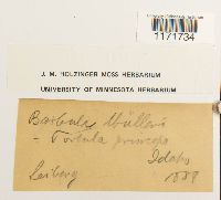 Tortula princeps image