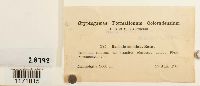 thumbnail image of current specimen