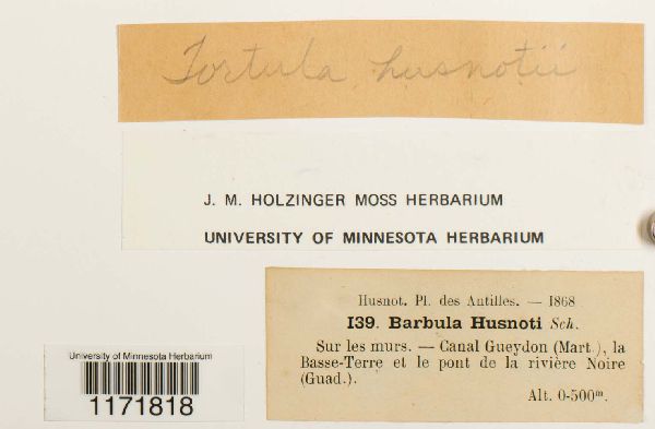 Tortula husnotii image