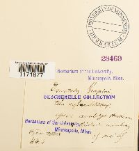 Tortula guepinii image