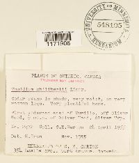 Thuidium philibertii image