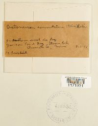 Tomentypnum falcifolium image