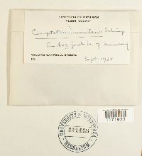 Tomentypnum nitens image