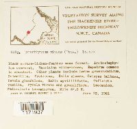Tomentypnum nitens image