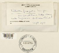 Tortella fragilis image