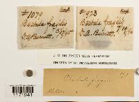 Tortella fragilis image