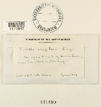 Tortella humilis image