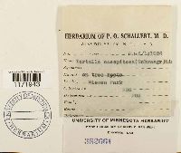 Tortella humilis image