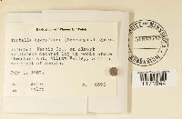 Tortella humilis image