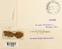 Tortella flavovirens image