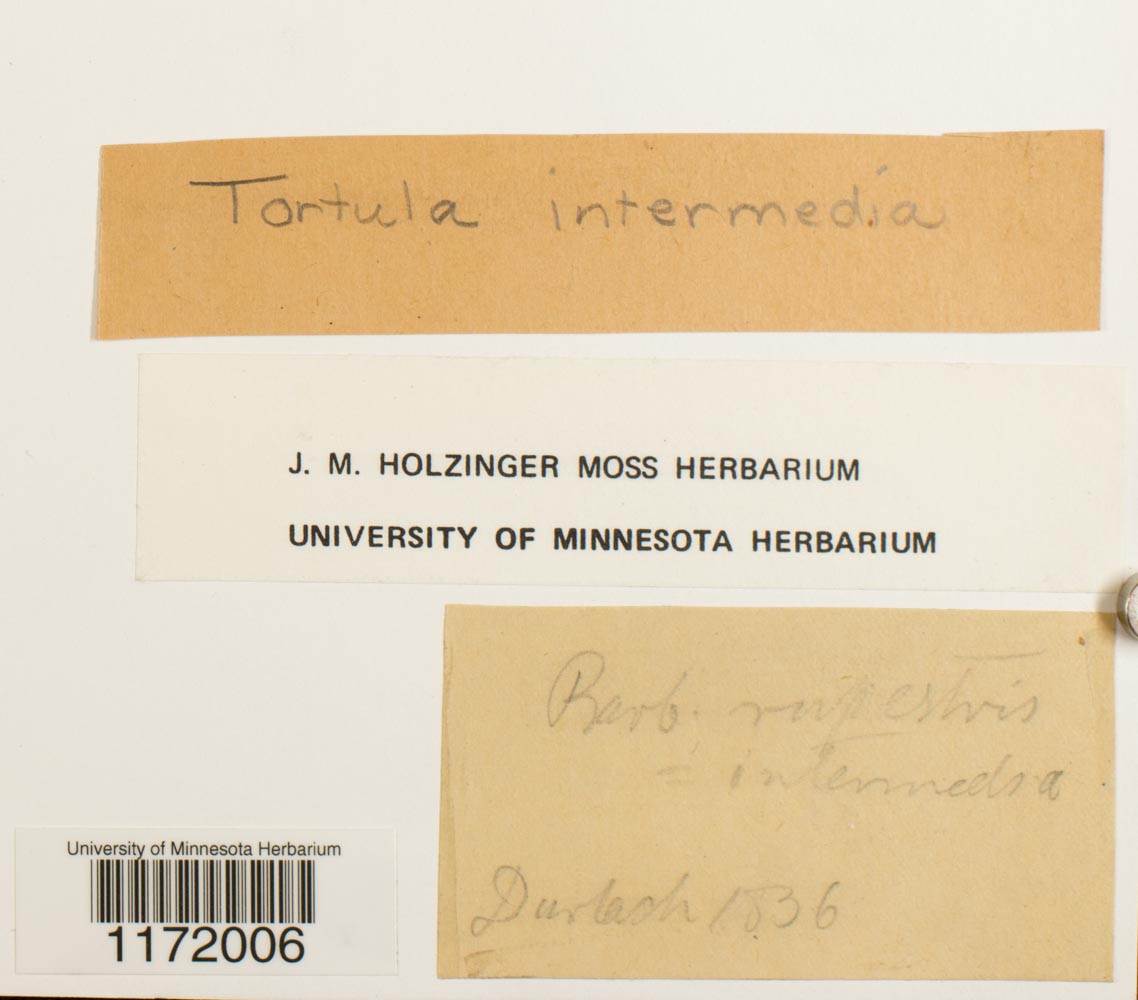 Tortula ruralis image