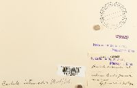 Tortula ruralis image