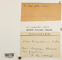 Thumbnail image of current specimen